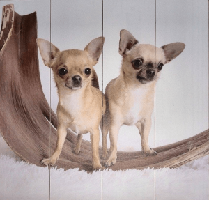 Chihuahua op hout